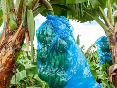 Apéro-débat : le scandale du Chlordécone, 17 décembre 18h